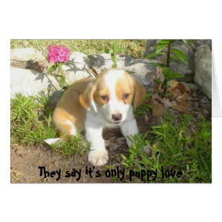 Dicen que sólo es amor de cachorro