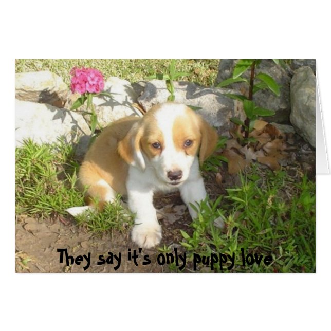 Dicen que sólo es amor de cachorro (Anverso (Horizontal))