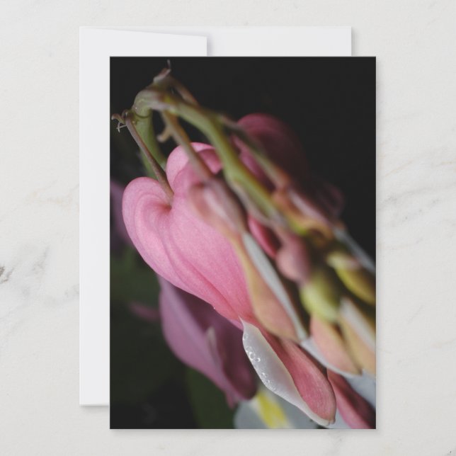 Dicentra (Anverso)