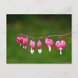 Dicentra - Postal floral con forma de corazón rosa