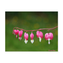 Dicentra - Postal floral con forma de corazón rosa