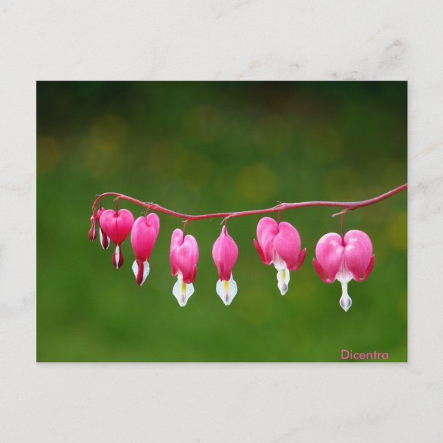 Dicentra - Postal floral con forma de corazón rosa (Anverso)