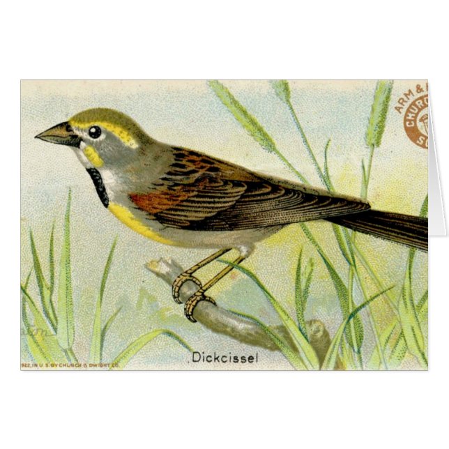 Dickcissel (Anverso (Horizontal))