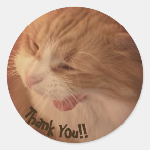 Diego el gato gracias Pegatinas