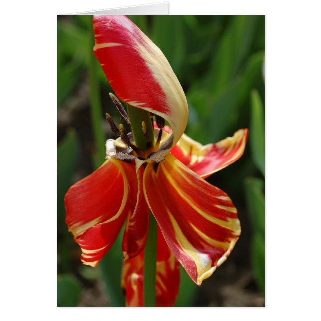 Dieing Tulip (Frente)