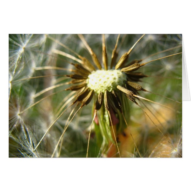 Diente de león (Anverso (Horizontal))