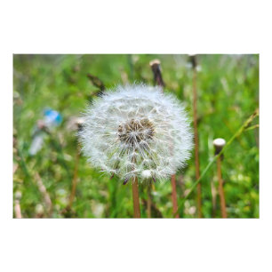 Diente de León Perfecto – Fotografía Macro Botánic