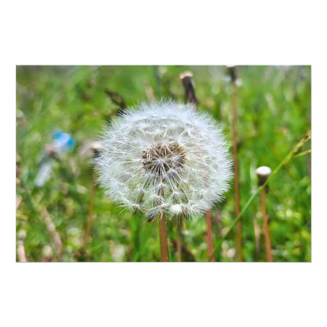 Diente de León Perfecto – Fotografía Macro Botánic (Frente)
