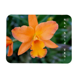 Dijo Que Sí, Imán De Participación