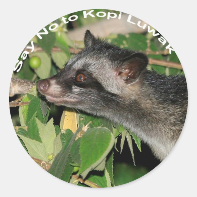 Dile no al Pegatina de Kopi Luwak (Anverso)