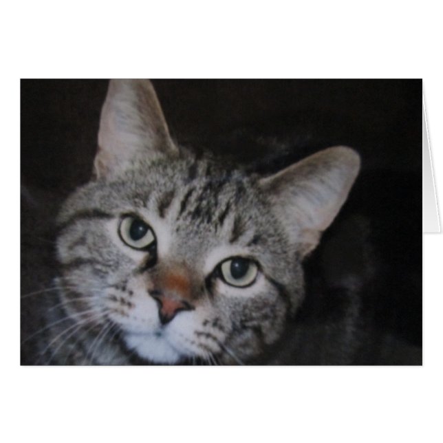 Dillan El Gato (Anverso (Horizontal))