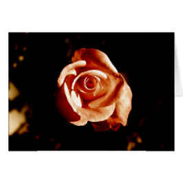 Dim Pink Rose