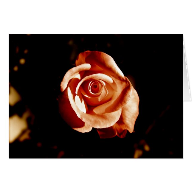 Dim Pink Rose (Anverso (Horizontal))