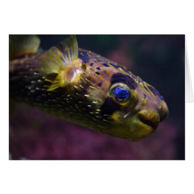 Diodon holocanthus (Anverso (Horizontal))