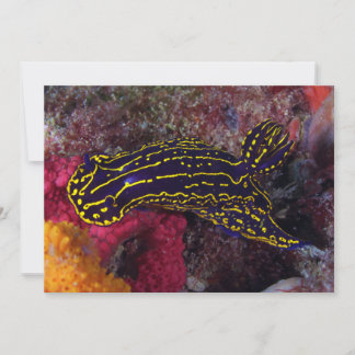 Diosa del Mar Regal Nudibranch Felimare picta