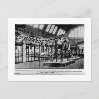 Diplodocus carnegii skeleton arte postal