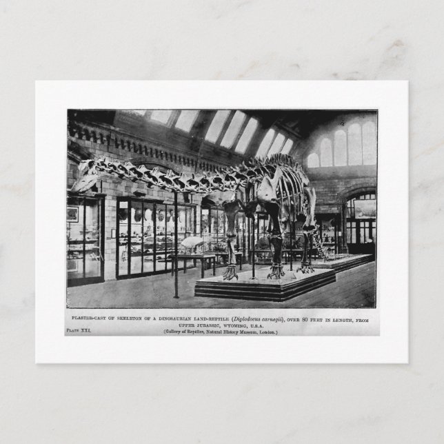 Diplodocus carnegii skeleton arte postal (Anverso)