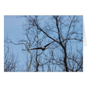 Directamente Sobre El Águila