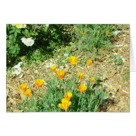 Disamapola de California #6