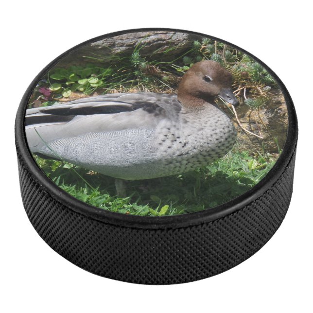 Disco De Hockey Australian Wood Duck in Tranquil Garden (3/4)