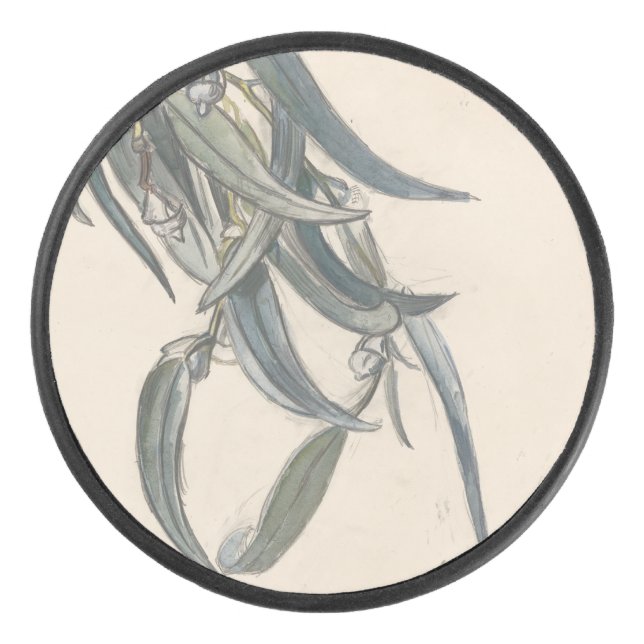 Disco De Hockey Bloeiende tak van een eucalyptus (Anverso)