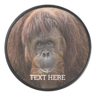 Disco De Hockey Borneo Orangutan Beautiful Photography