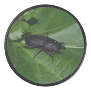 Disco De Hockey Dorcus parallelipipedus , el escarabajo de menor t
