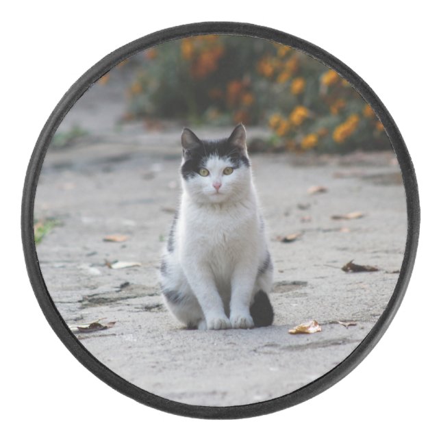 Disco De Hockey Gato, blanco, Mascota (Anverso)