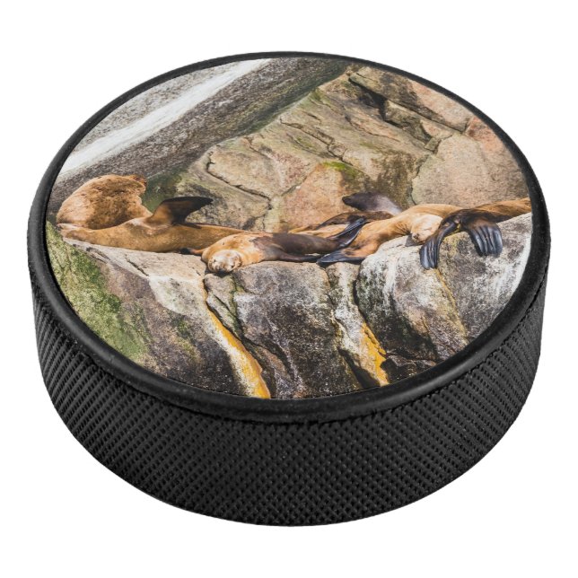 Disco De Hockey Leones Marinos Sobre Las Rocas (3/4)