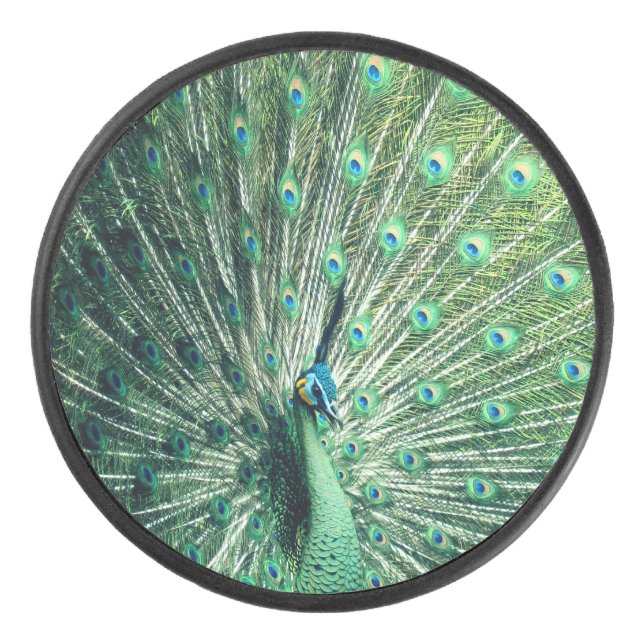 Disco De Hockey Peacock Strut (Anverso)
