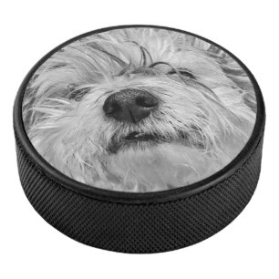 Disco De Hockey Perro Coton de Tulear