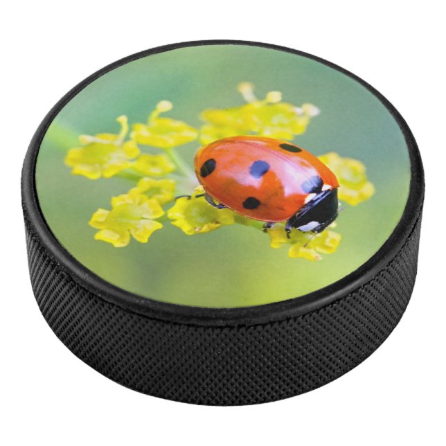 Disco De Hockey señora de arriba (3/4)