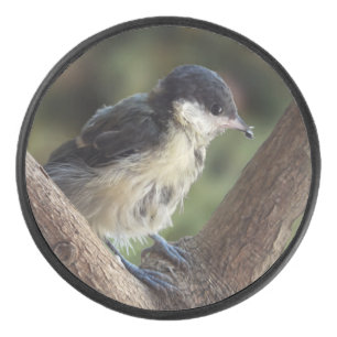 Disco De Hockey Tidi my Bird the Parus Major