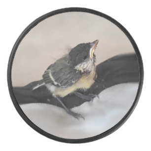 Disco De Hockey Tidi my Bird the Parus Major