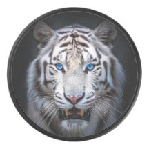 Tigre Blanco Ojos Azules
