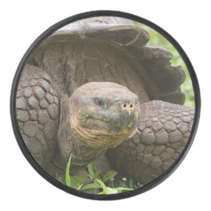Disco De Hockey Tortuga gigante