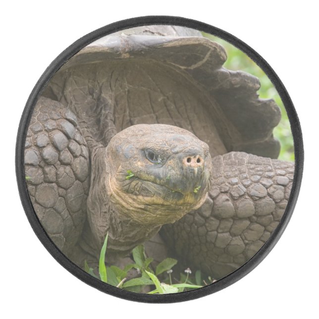 Disco De Hockey Tortuga gigante (Anverso)