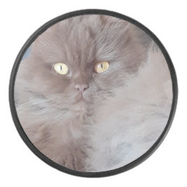 Disco De Hockey Un gato mimado