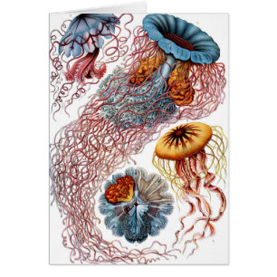 Discomedusae