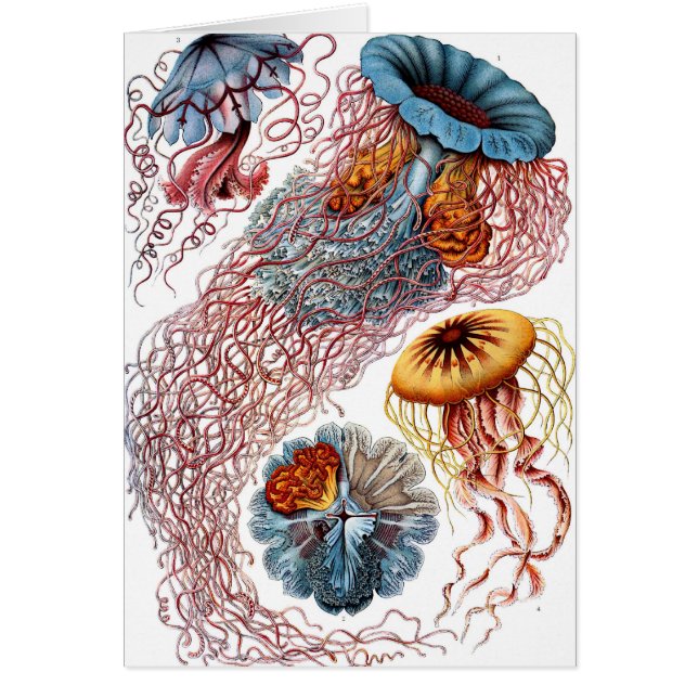 Discomedusae (Frente)