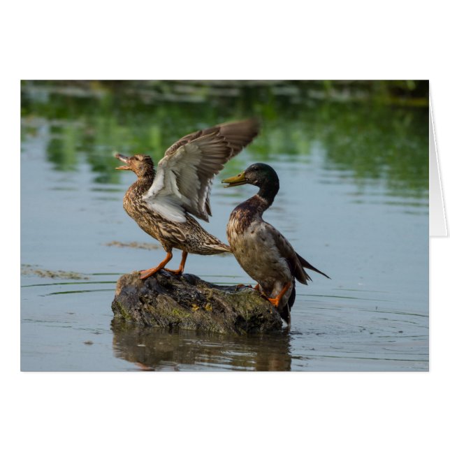 Disculpa (Anverso (Horizontal))