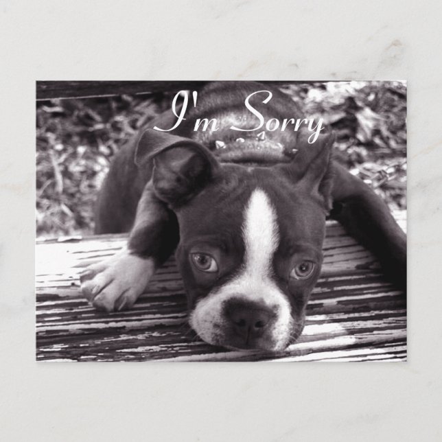 Disculpa la tarjeta (Anverso)