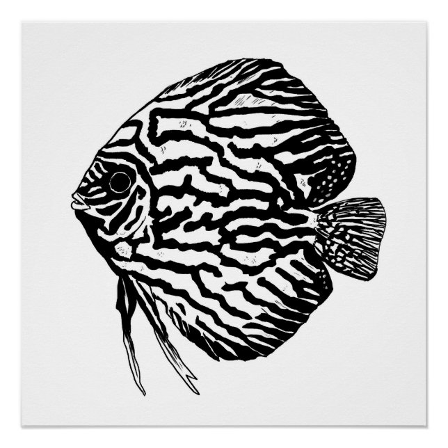 Discus fish print / poster (Anverso)