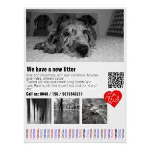 Diseñador Gran Poster Dane Puppy