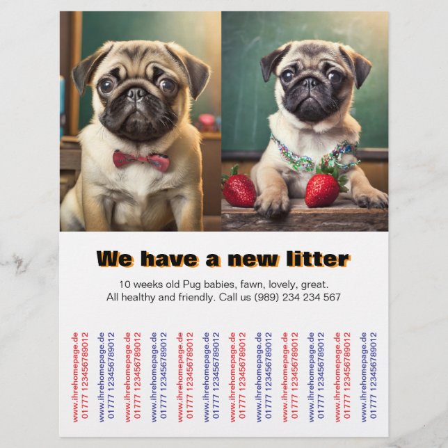 Diseñador Pug Puppies a la venta Flyer (Frente)