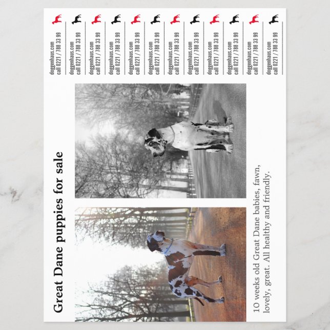 Diseñador Tear off Great Dane Flyer (Frente)