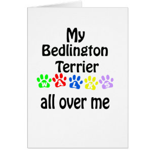 Diseño de Caminos Terrier de Bedlington