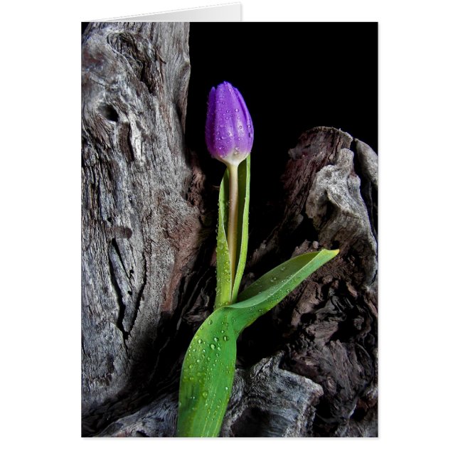 Diseño de Driftwood (Frente)