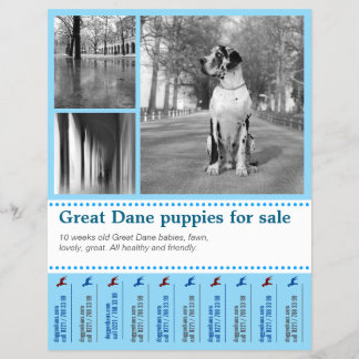 Diseño de folleto de venta de cachorros