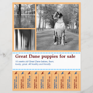 Diseño de folleto de venta de cachorros
